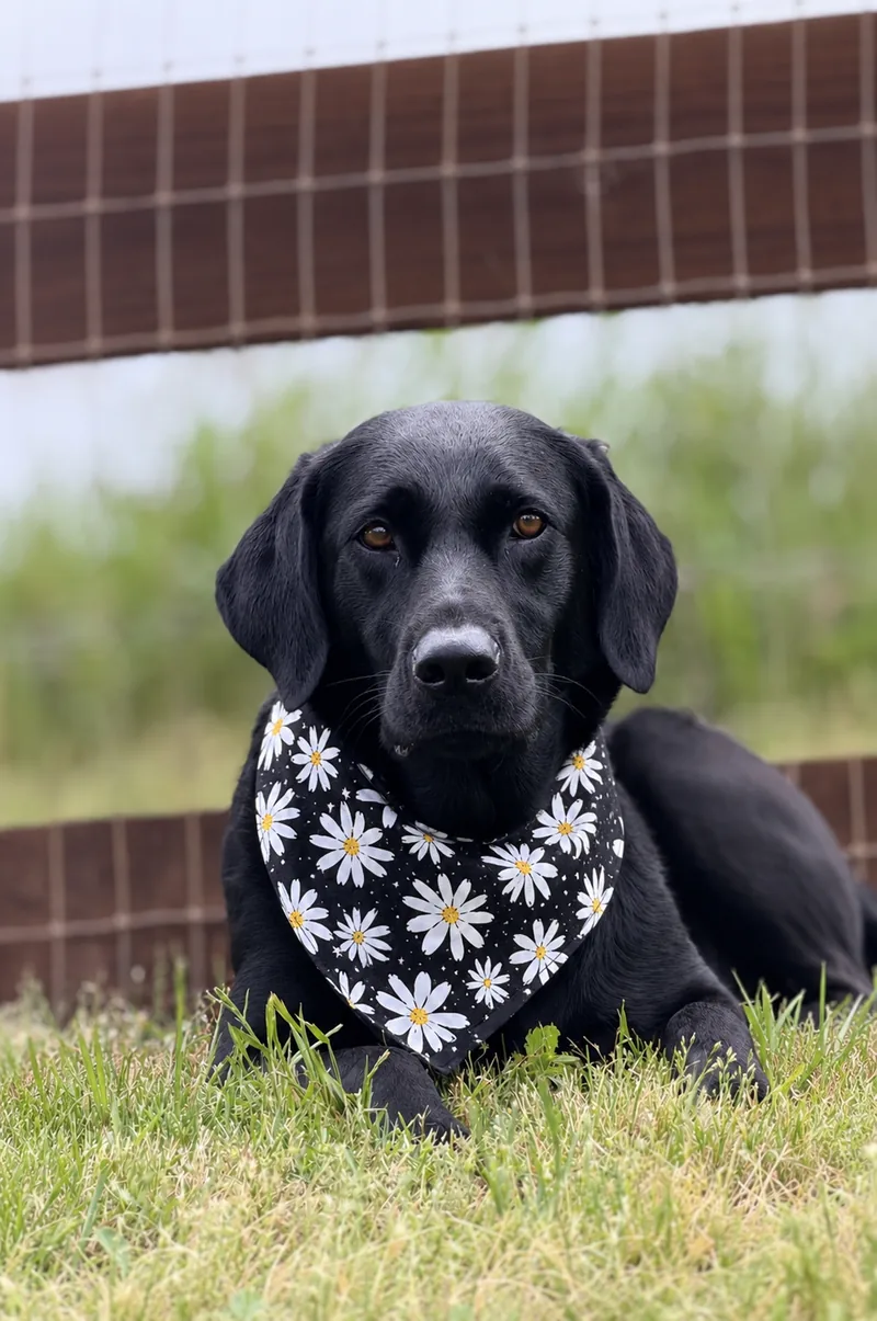 Black lab wearing a handmade daisy print bandana from Northstar Dog Threads